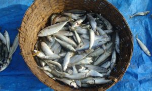 pesce azzurro omega 3