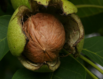 walnut