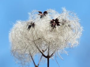 CLEMATIS FIORI DI BACH IN MENOPAUSA