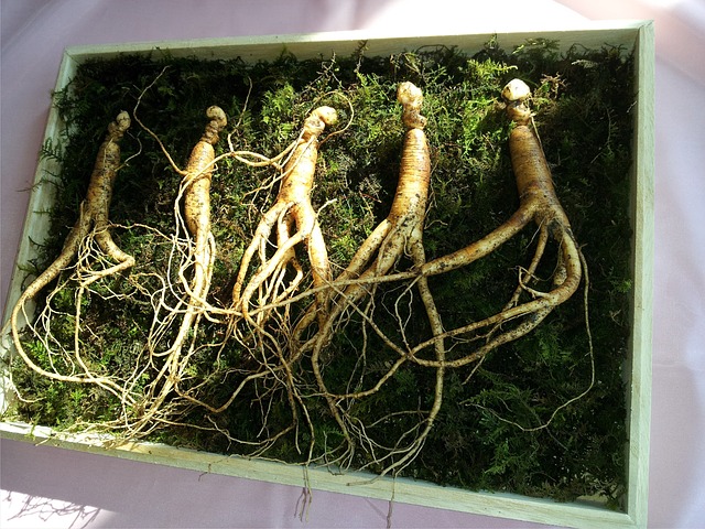ginseng in menopausa