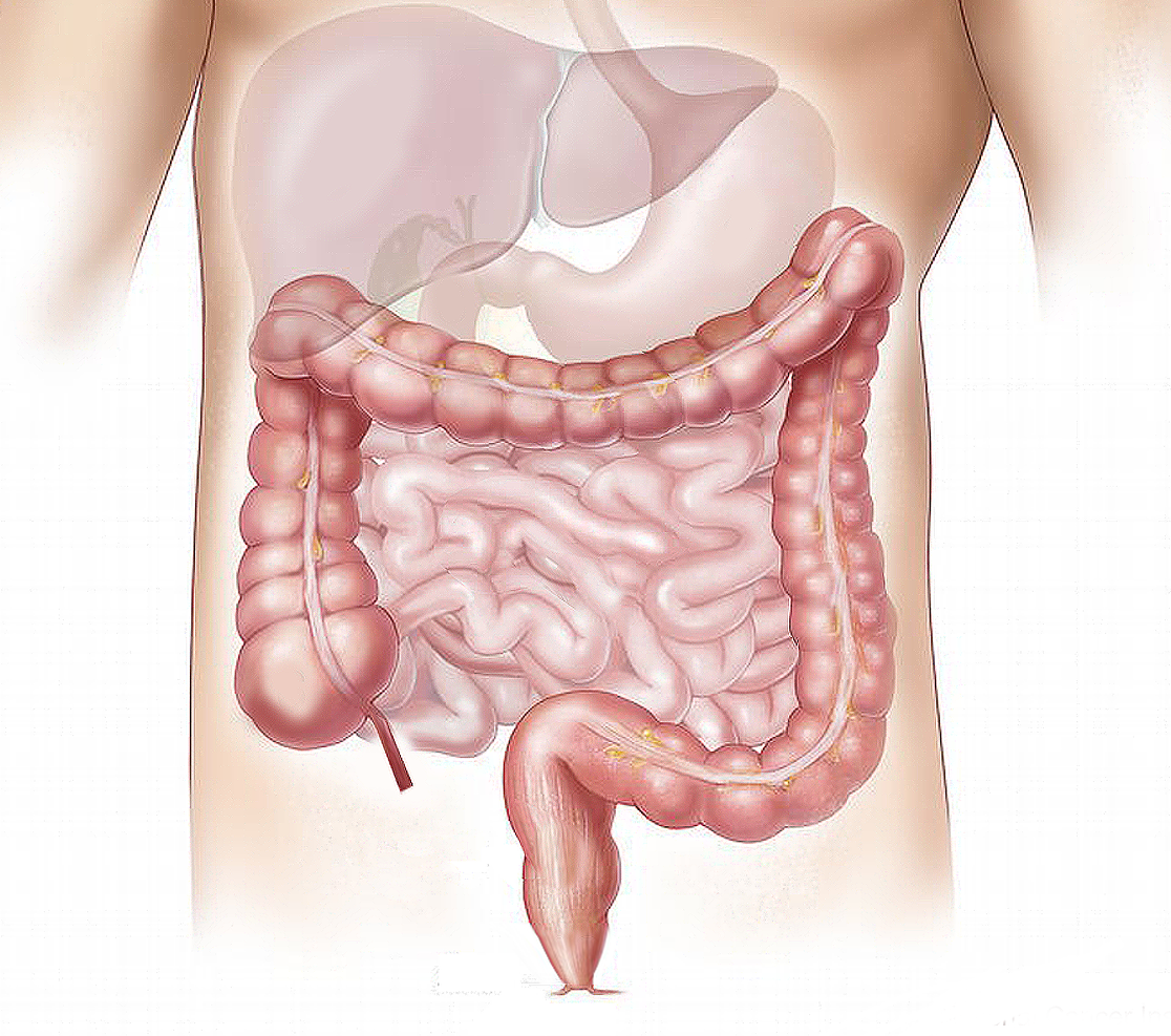 intestino