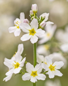 WATER VIOLET