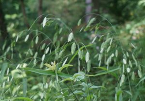 wild oat